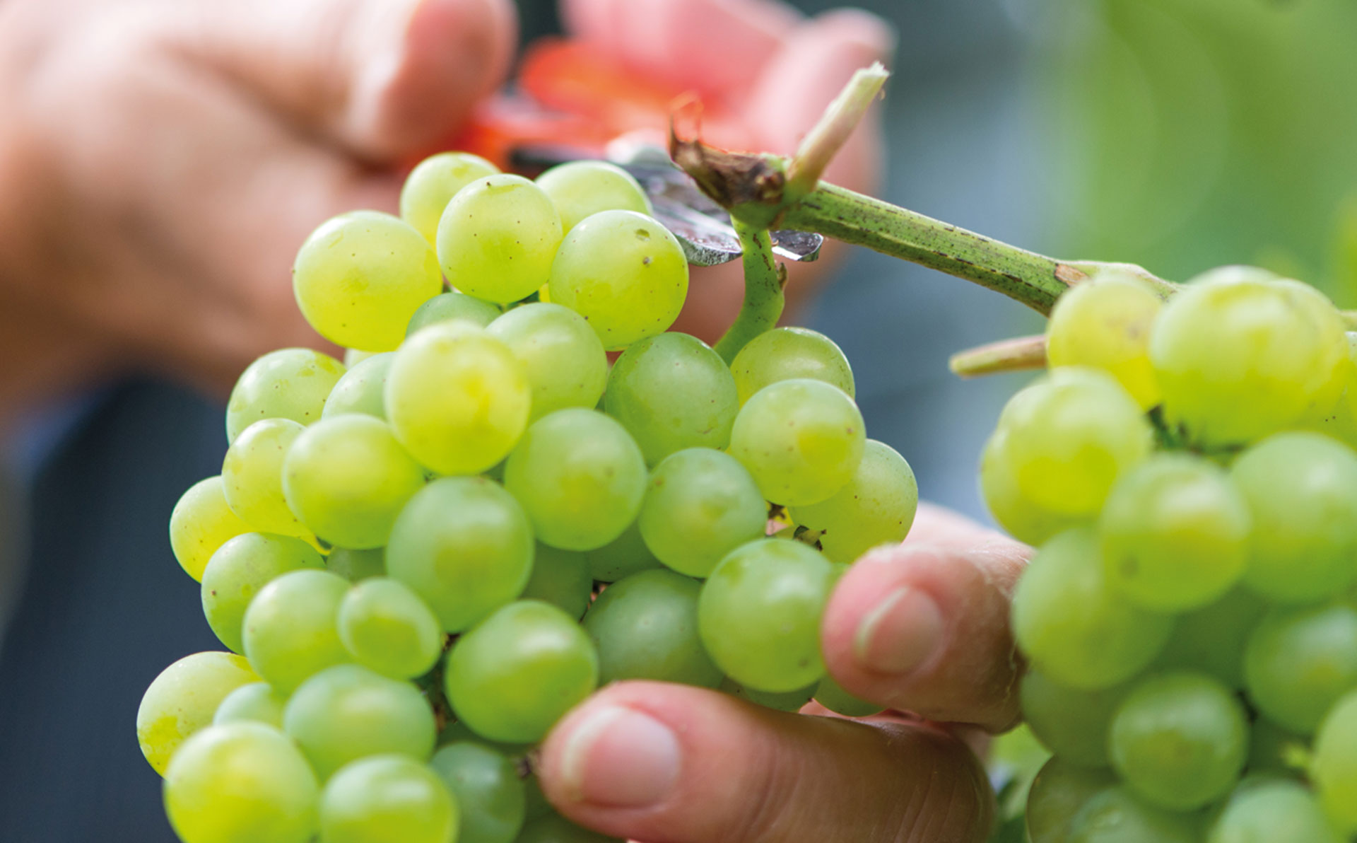 #Aus Trauben kann man nicht nur Wein machen - einstueckpfalz.de ... #Aus Trauben kann man nicht nur Wein machen - einstueckpfalz.de ...