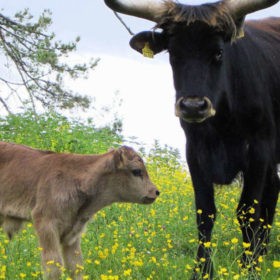 #Auerochsen im Südwesten